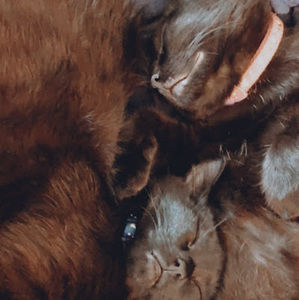 Meet your Posher, Penelope